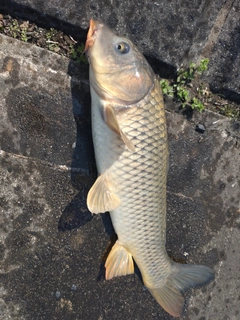 コイの釣果