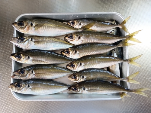 ウツボの釣果