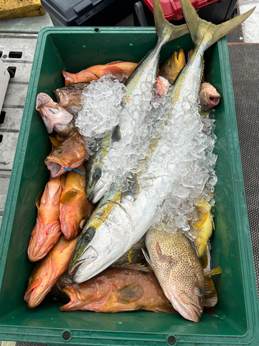 ヒラマサの釣果