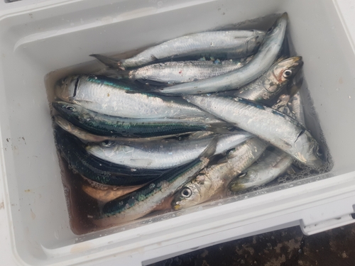 マイワシの釣果