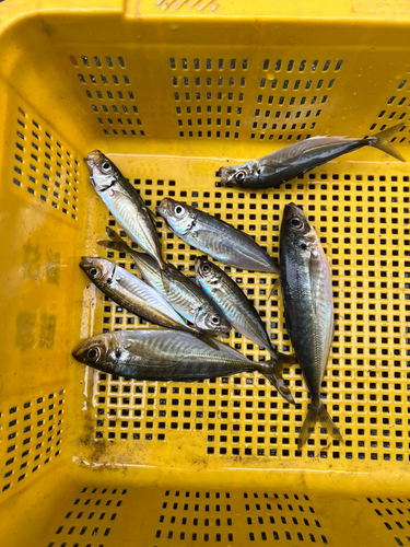 アジの釣果