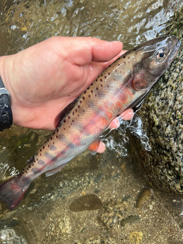 ヤマメの釣果