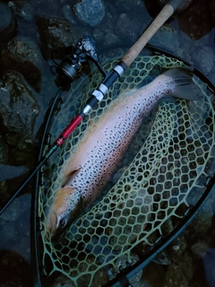 ブラウントラウトの釣果