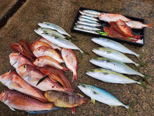 アカアマダイの釣果