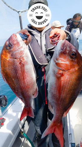 マダイの釣果