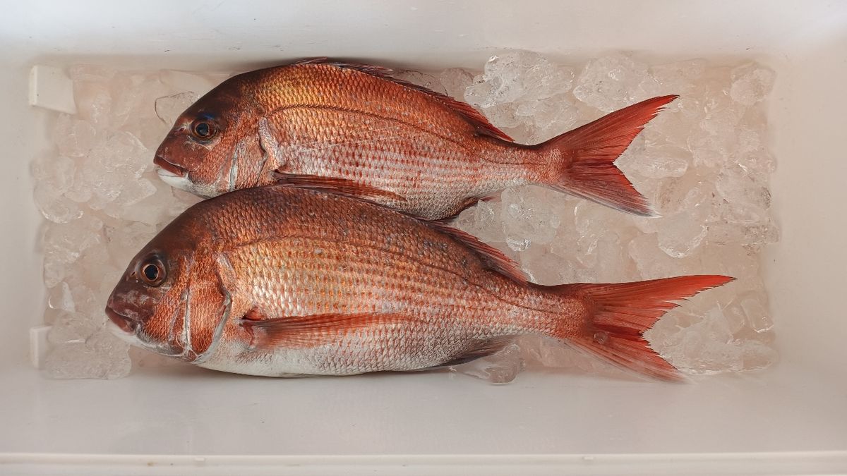 まさらさんの釣果 2枚目の画像