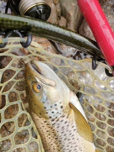 ブラウントラウトの釣果