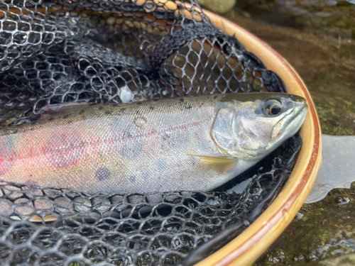 ヤマメの釣果