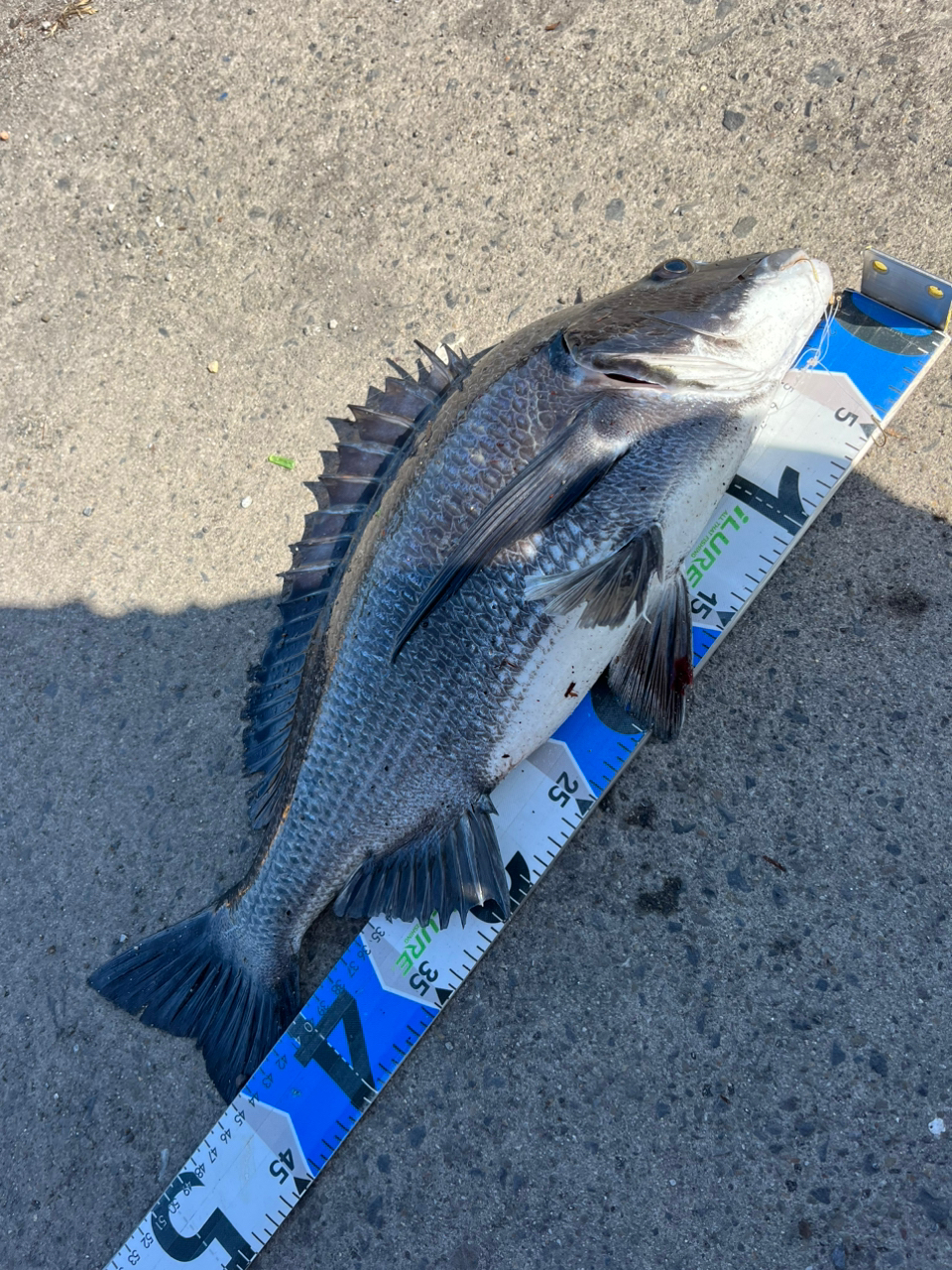 釣り アジ メバル カサゴ チヌ トラウト ニジマス 海釣り 穴釣り