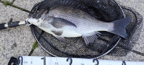 クロダイの釣果