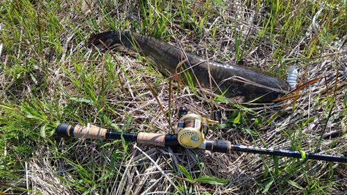 ナマズの釣果