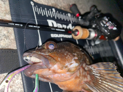 カサゴの釣果