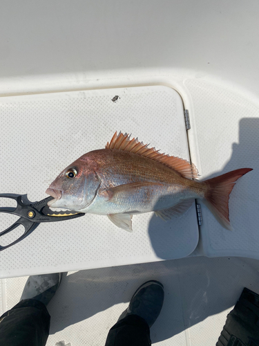 タイの釣果