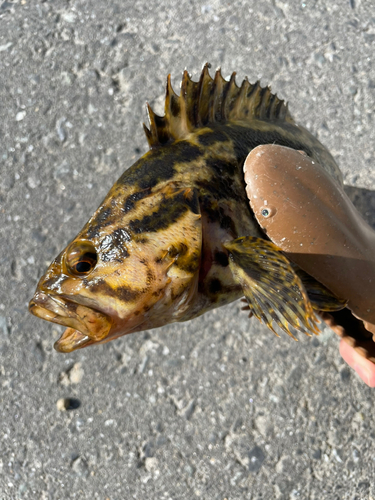 ベッコウゾイの釣果