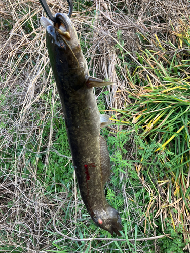 ナマズの釣果