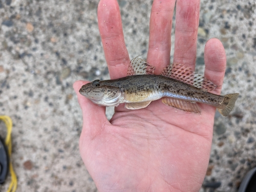 マハゼの釣果