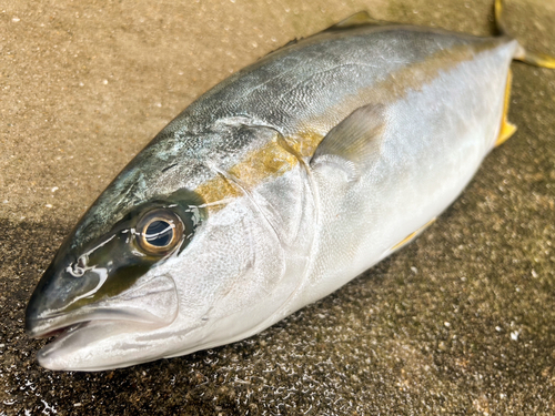 ヒラマサの釣果