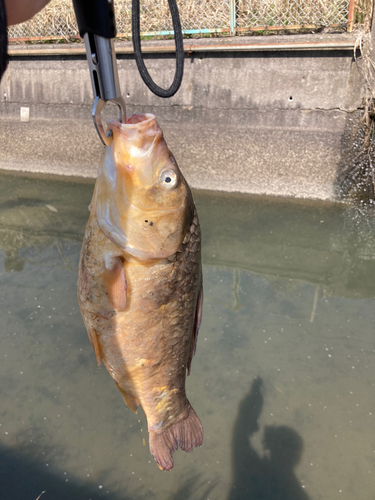 フナの釣果