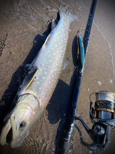 アメマスの釣果