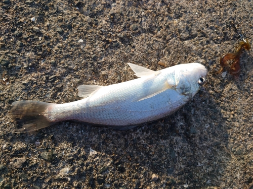 シログチの釣果