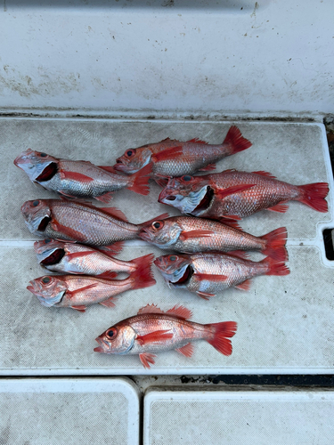 アカムツの釣果