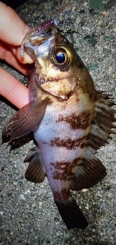 シロメバルの釣果