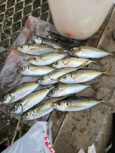 アジの釣果