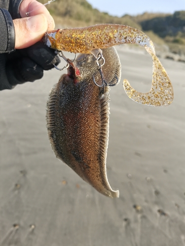 シタビラメの釣果