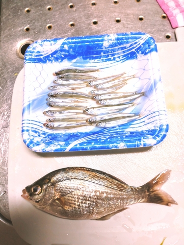 チアユの釣果