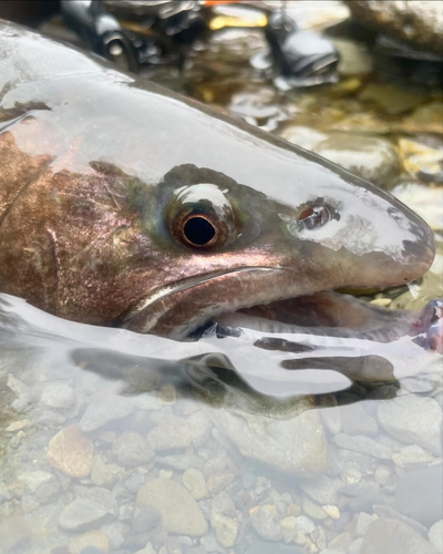 イワナの釣果