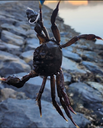 カニの釣果