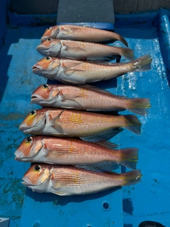 アマダイの釣果