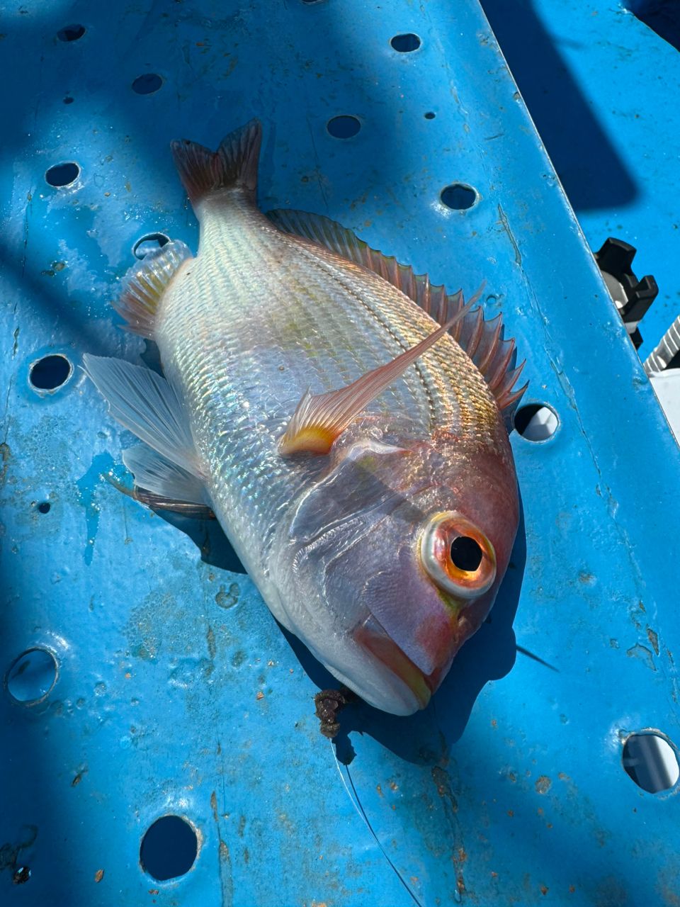 ファンタグレープさんの釣果 3枚目の画像