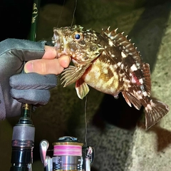 ガシラの釣果