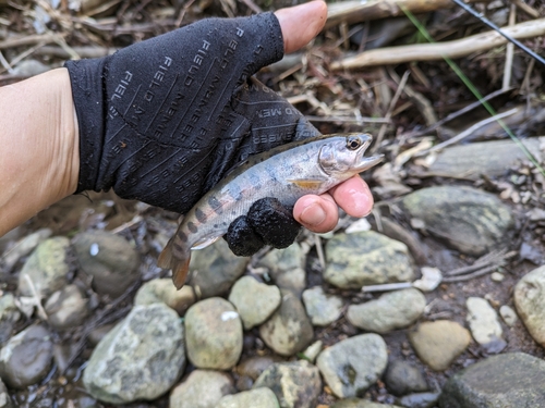 ヤマメの釣果