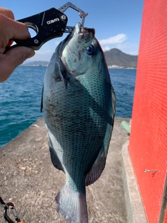 メジナの釣果