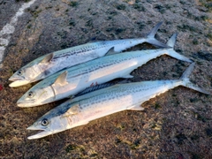 サゴシの釣果