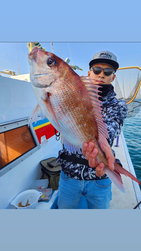 マダイの釣果