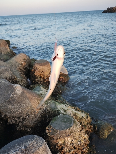 ボラの釣果