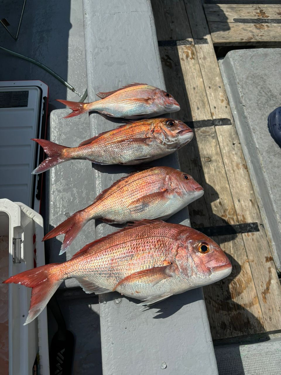 しおらーめんさんの釣果 2枚目の画像
