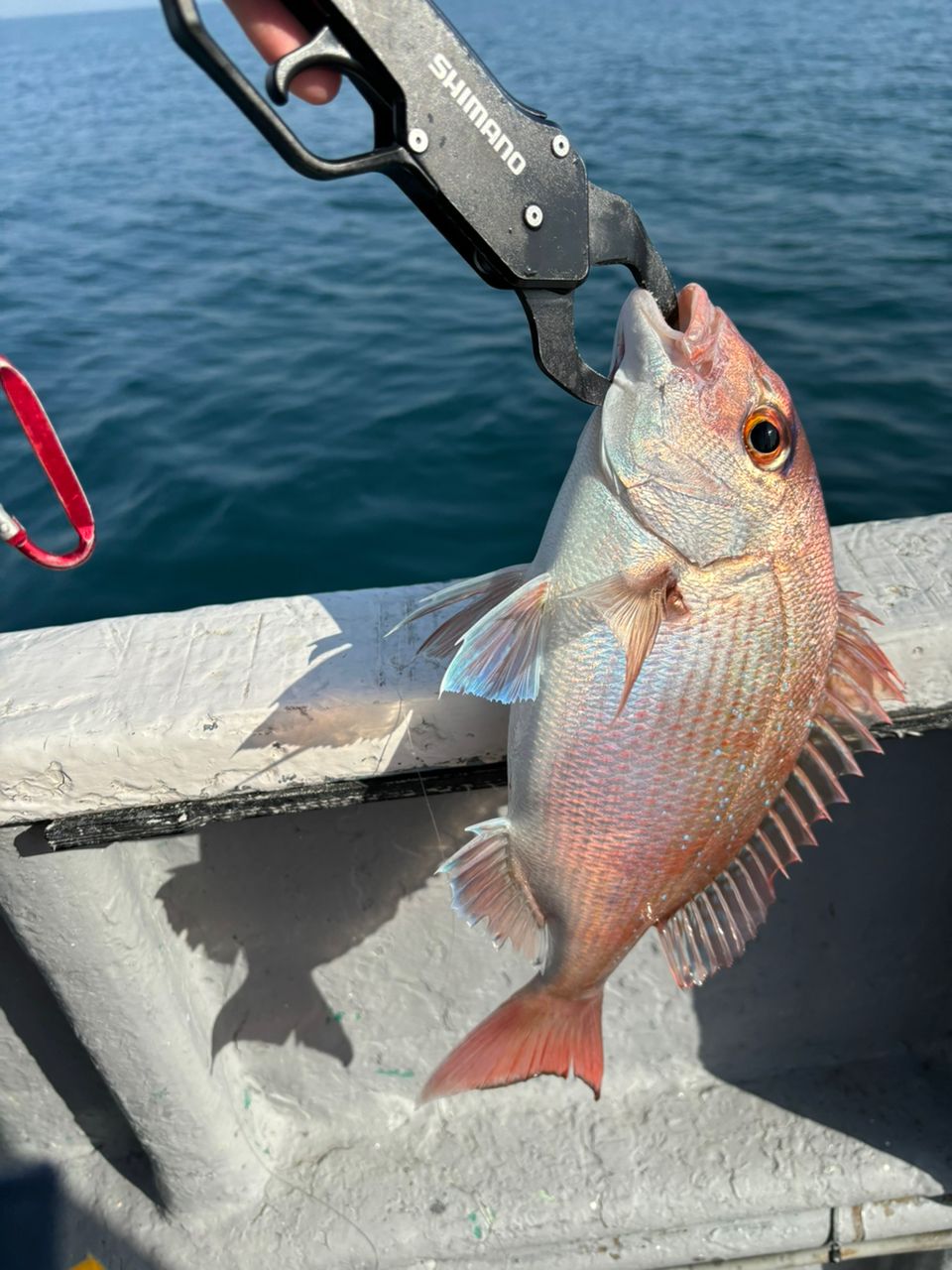 しおらーめんさんの釣果 3枚目の画像