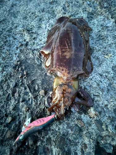 アオリイカの釣果