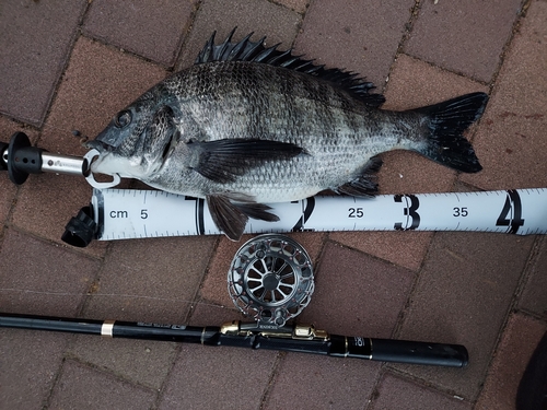 クロダイの釣果