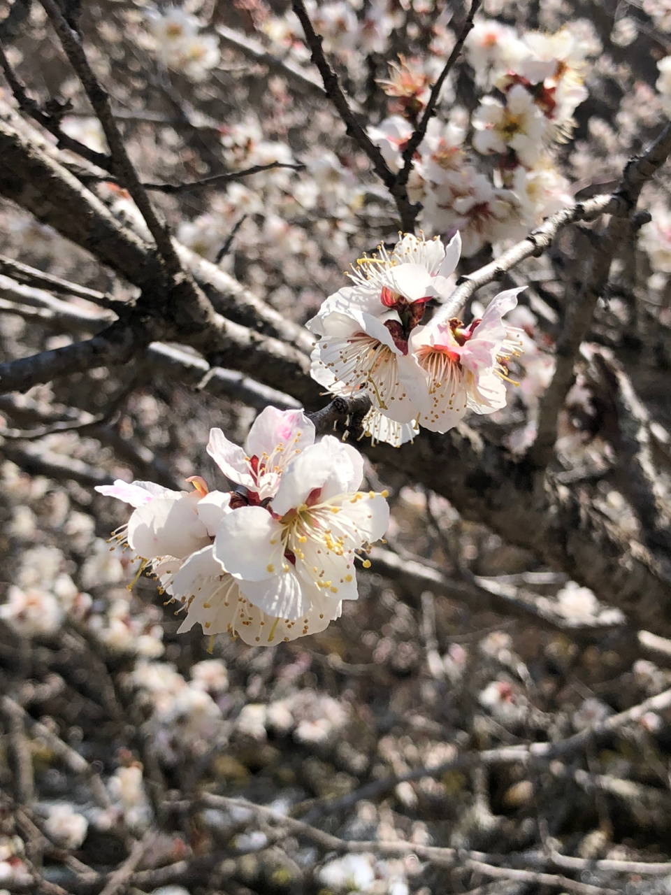 イワナ