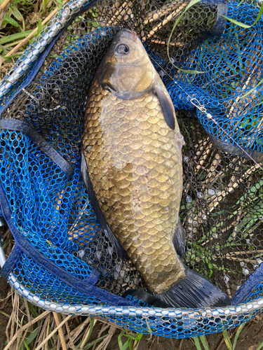 フナの釣果