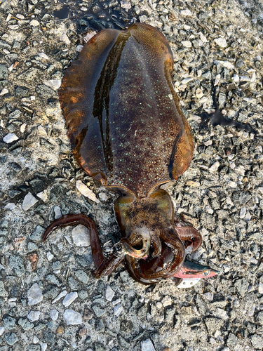 アオリイカの釣果