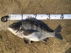 クロダイの釣果