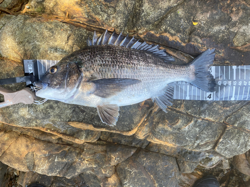 チヌの釣果