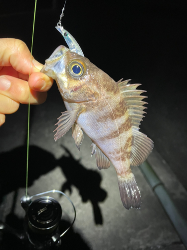 メバルの釣果