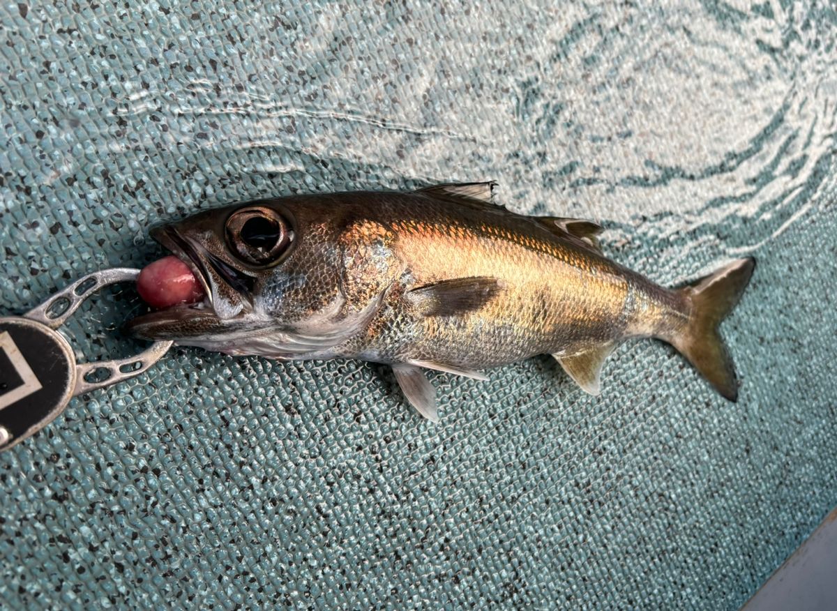 さとし。。さんの釣果 3枚目の画像